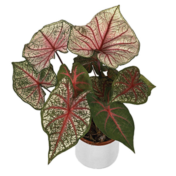 Caladium Indoors (Caladium bicolor) | Pick Ontario
