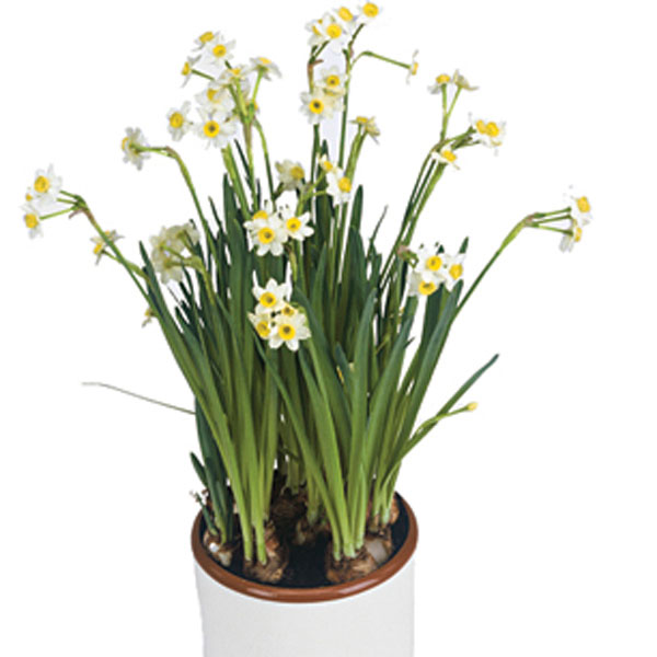 Paper Whites Indoors (Narcissus papyraceus) | Pick Ontario